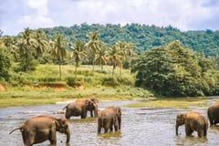 comment-voir-les-elephants-de-maniere-ethique-en-thailande