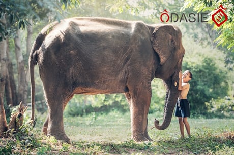 en-thailande-voir-les-elephants-autrement-tout-en-les-protegeant