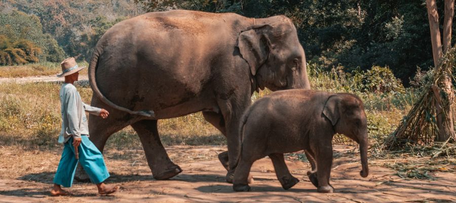 Un fermier avec deux éléphants, à Chiang Mai en Thaïlande