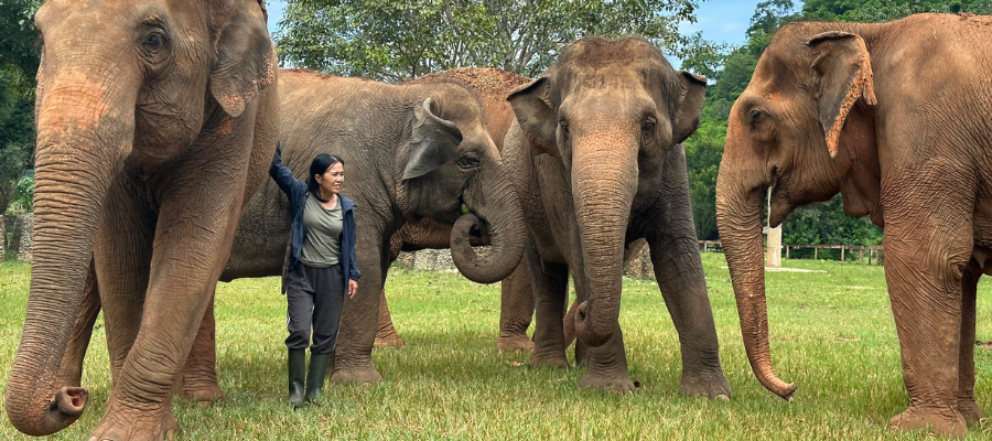 Elephant Nature Park, Chiang Mai, Thaïlande