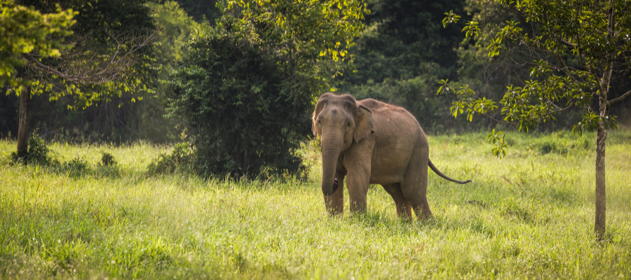 Un éléphant à l'état sauvage en Thaïlande