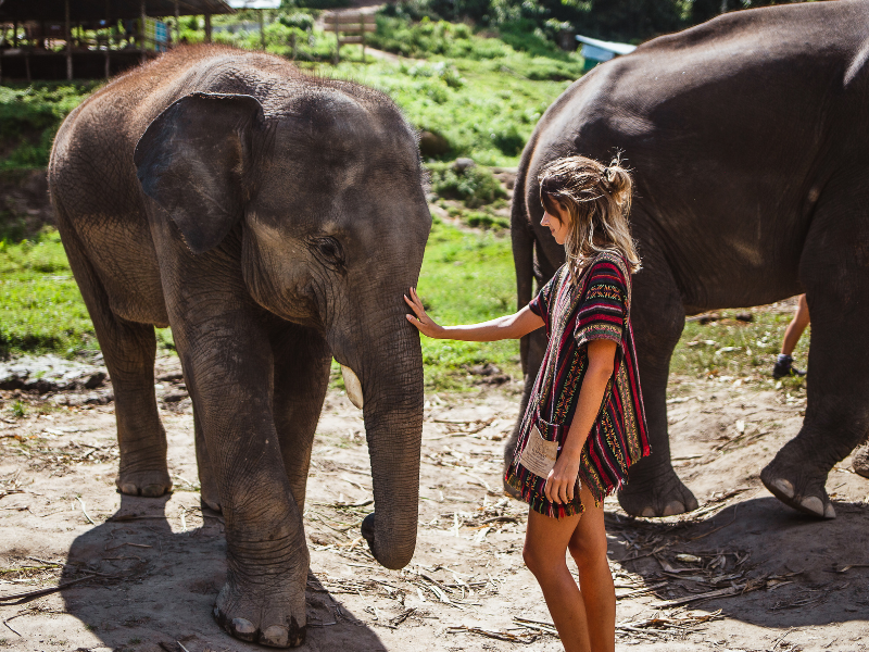 Elephant sanctuaire de thailande