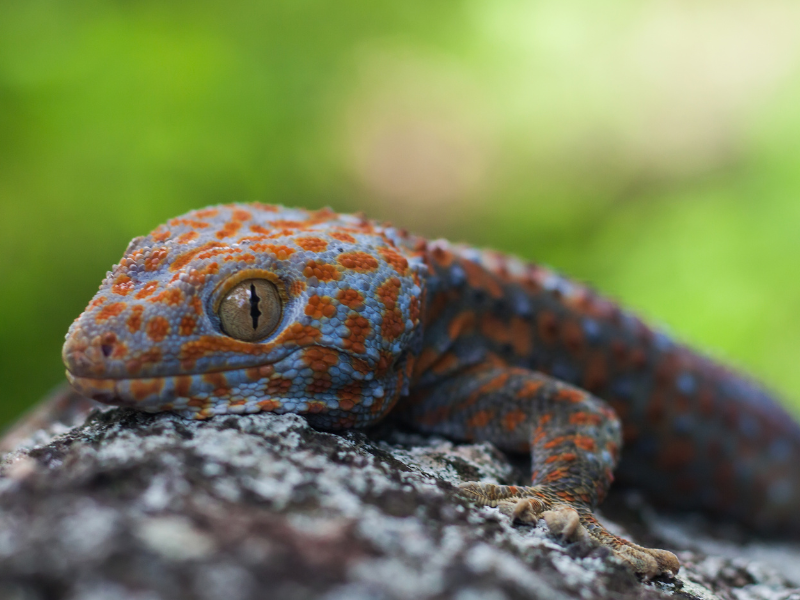 quels animaux voir en thailande Gecko Tokay
