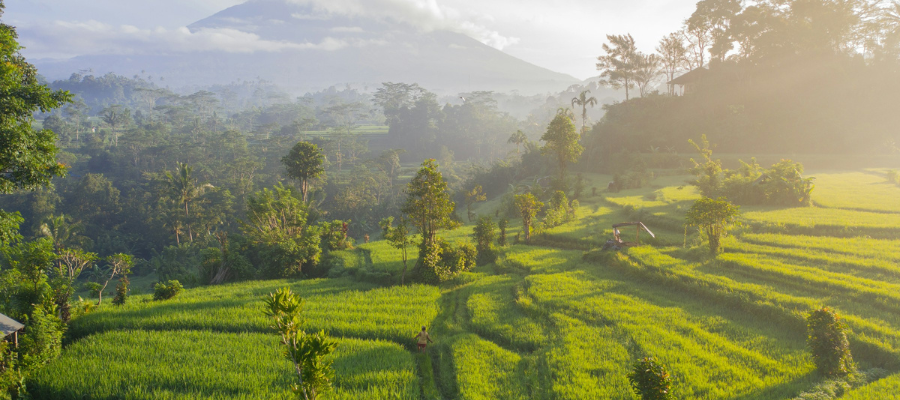 Rizières à Bali, en Indonésie