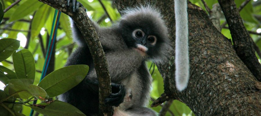 Un singe langur à lunette sauvage