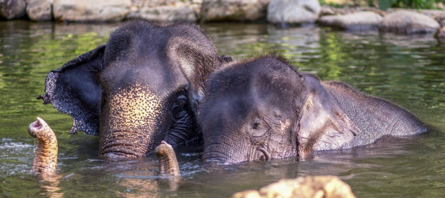 Phang Nga Elephant Park