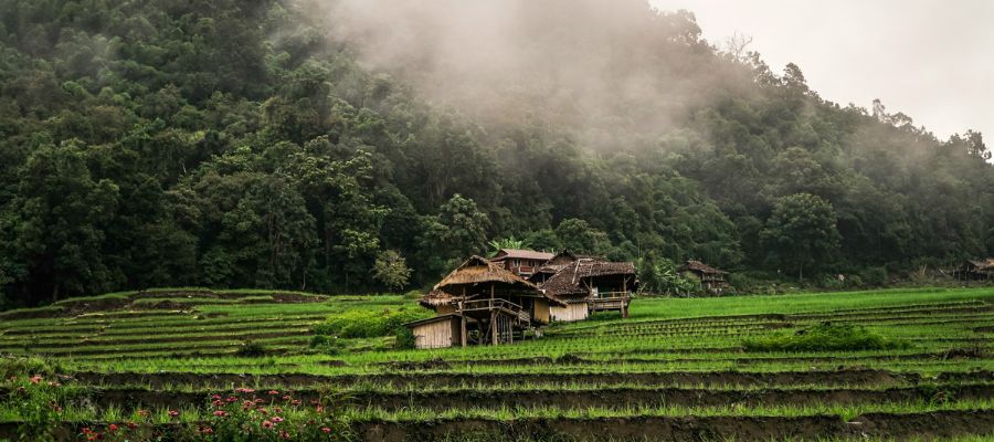 Un champ de rizières à Chiang Mai en Thaïlande