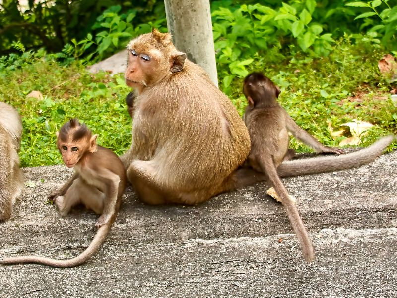 Quels animaux voir en thailande, le singe