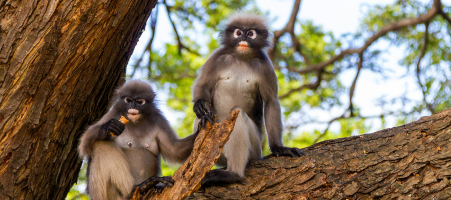 Singe, faune en Thaïlande