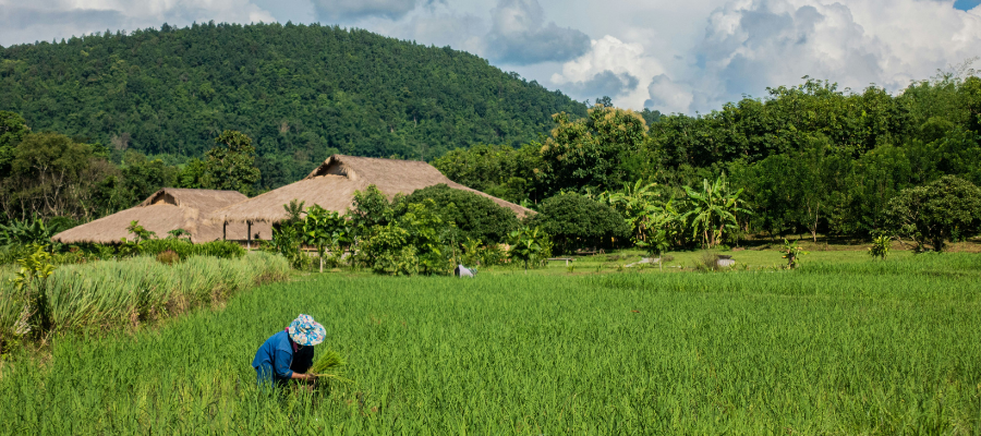 Rizière à Chiang Mai