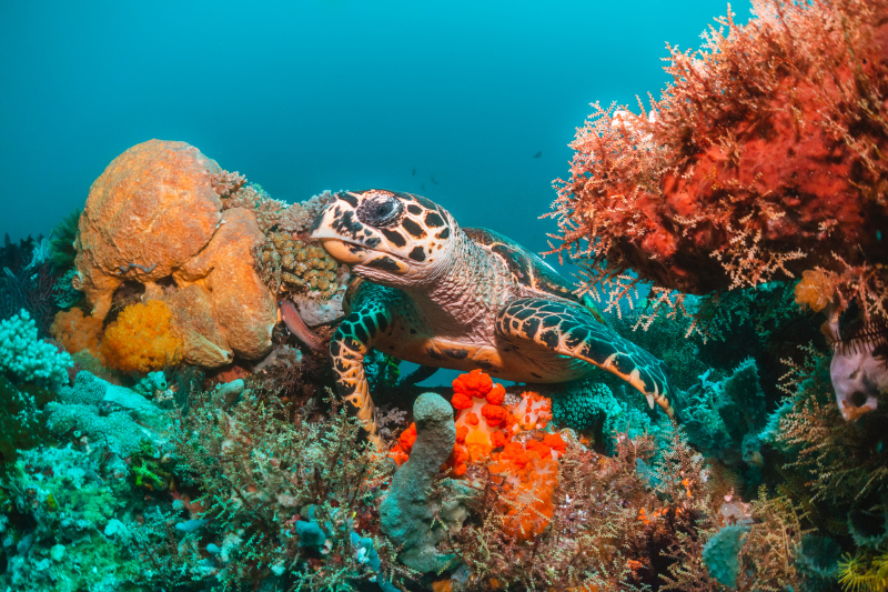 tortue-plongee-thailande